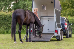 Trailertræning af din hest – sådan starter du